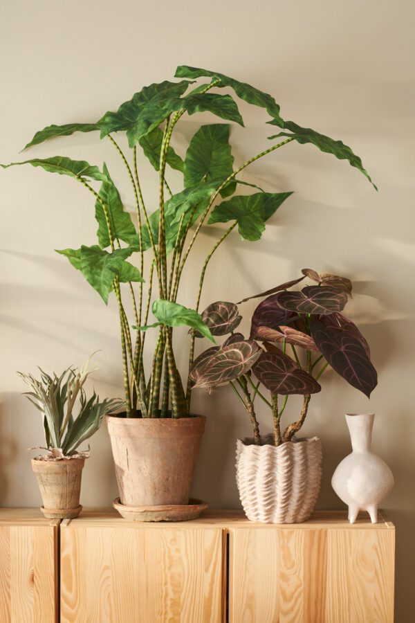 Alocasia Zebrina | Krukväxt 100 cm - Bild 2