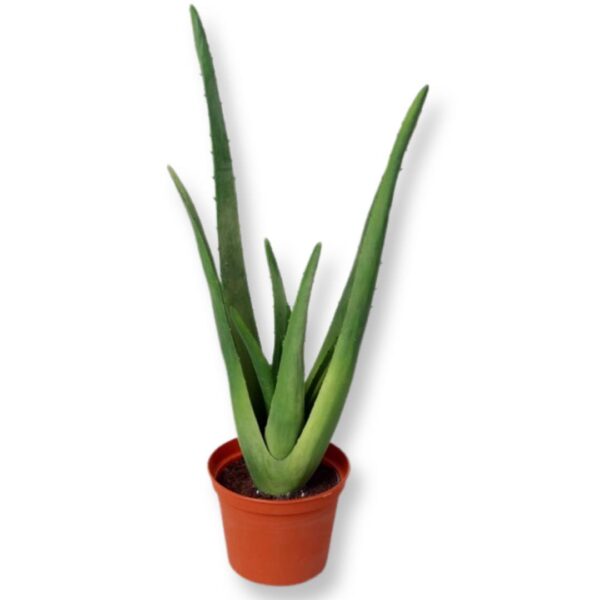Kaktus | Aloe 40 cm
