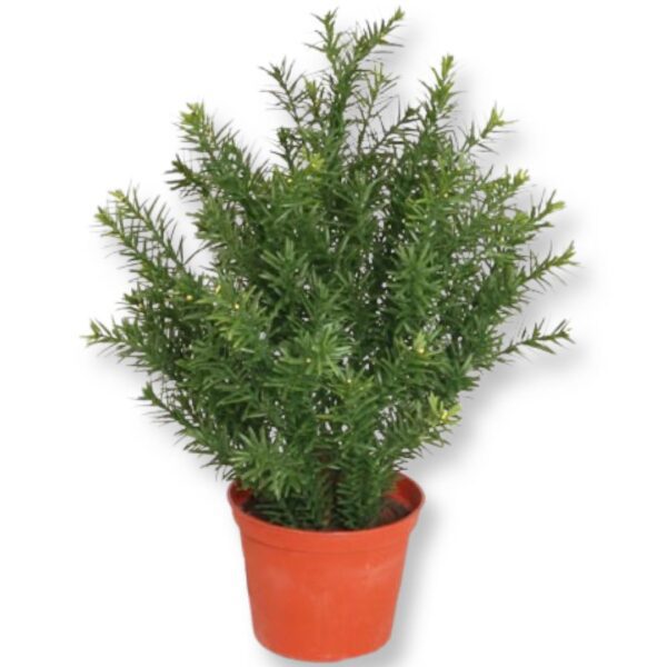 Taxus | Grön Idegran 42 cm