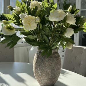 PION | VIT SNITTBLOMMA 65 CM