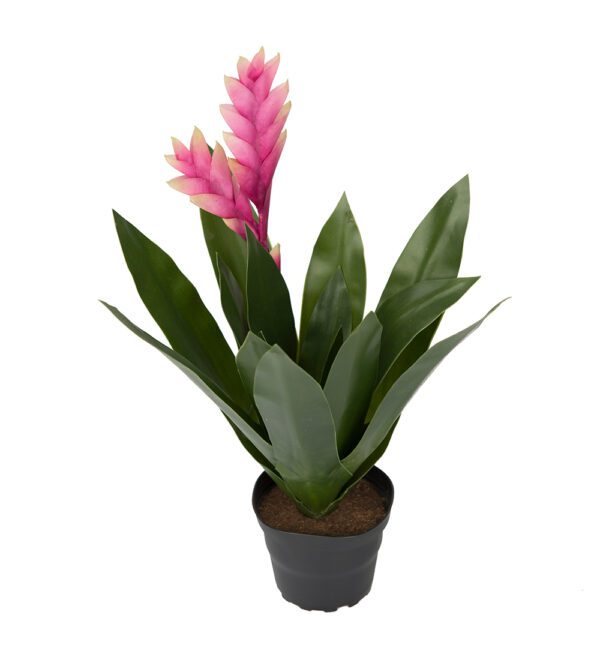 Bromelia | Rosa 40 cm
