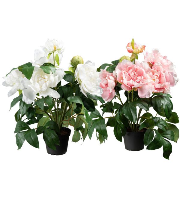 Pion | Mix Rosa & Vit 40 cm