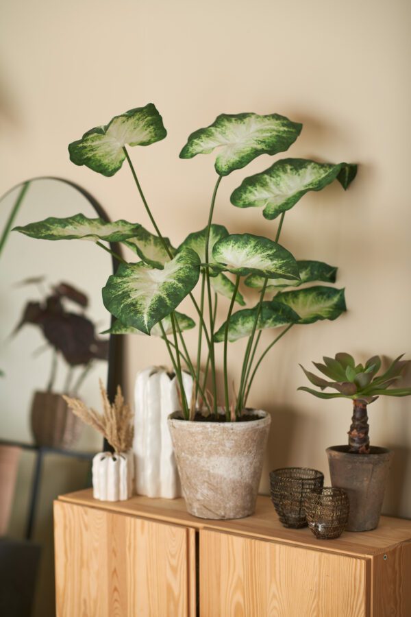 Caladium | Konstgjord i lerkruka 80 cm - Bild 2