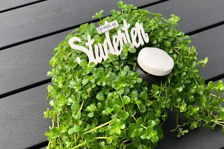 Stick Grattis till studenten vit