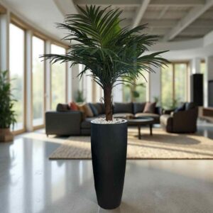 Arecapalm 180 cm