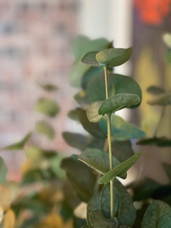 Eucaluptus | Eucalyptus grön kvist 75 cm - Bild 4