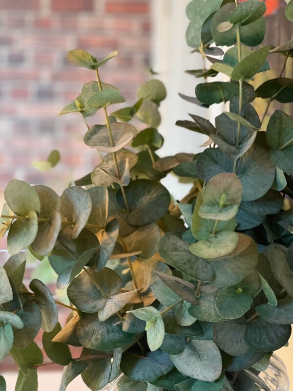 Eucaluptus | Eucalyptus grön kvist 75 cm - Bild 6