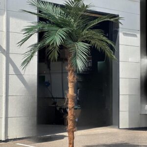Storbladig Areca palm 340 cm för uthyrning