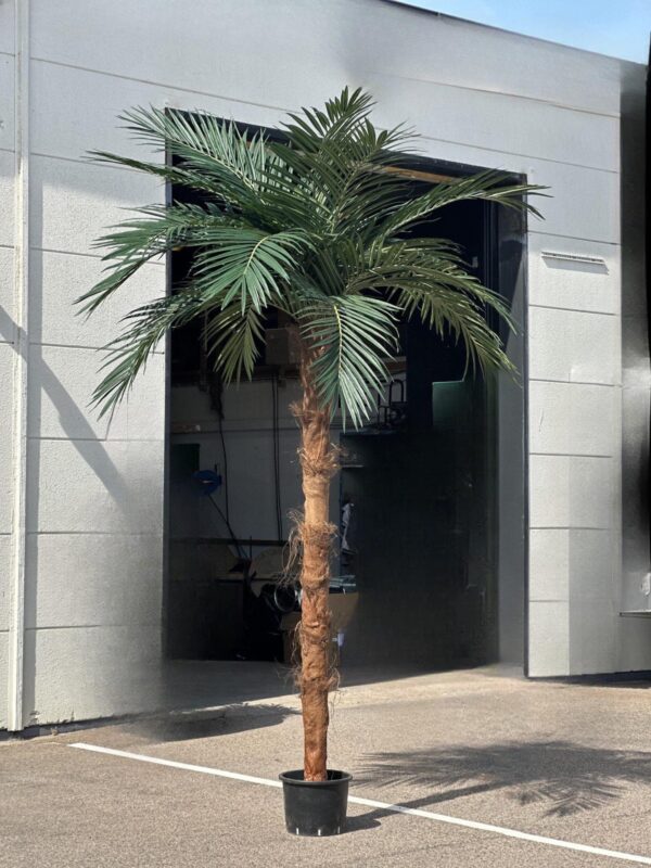 Storbladig Areca palm 340 cm för uthyrning