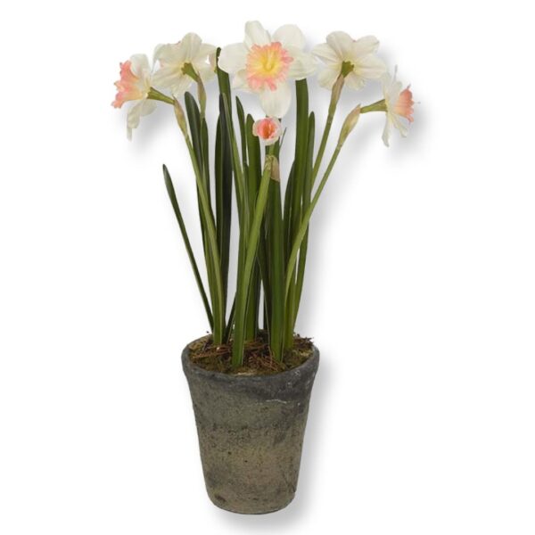 Narciss | Lerkruka Rosa & cream 55 cm