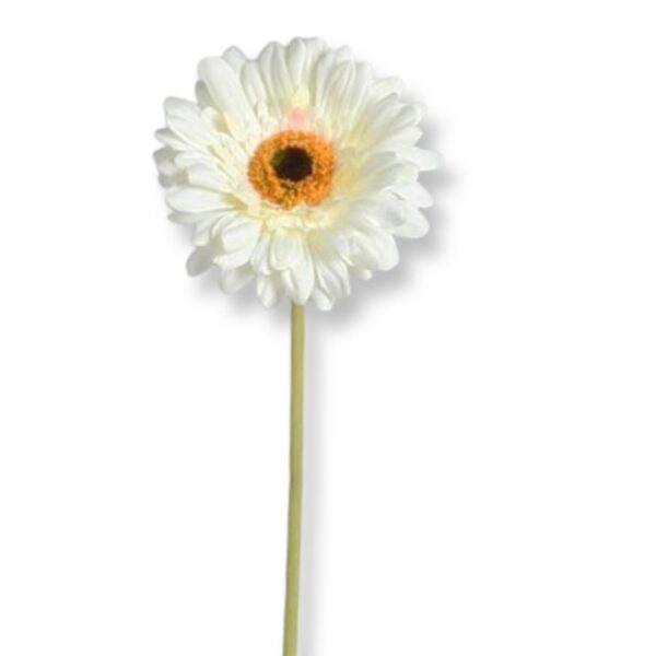Gerbera | Snittblomma Cream 61 cm
