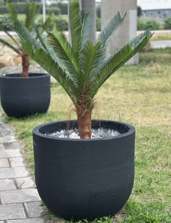 Palm | Konstgjord Cycas äkta palmfaser UV 150 cm