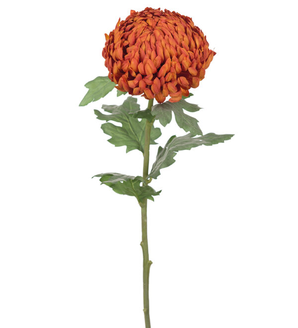Chrysanthemum  | Snittblomma Orange 70cm