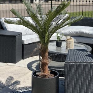 Konstgjord Cycaspalm med äkta palmfaser 150 cm