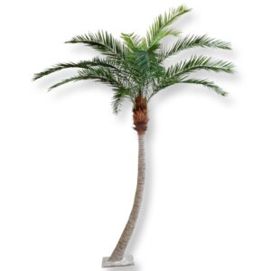 Kanarie palm med böjd stam 320 cm