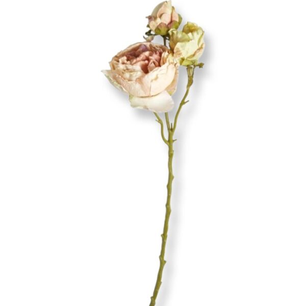 Pion | Snittblomma beige med knoppar 65 cm - Bild 4