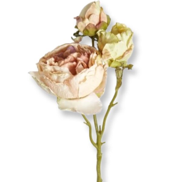 Pion | Snittblomma beige med knoppar 65 cm - Bild 2
