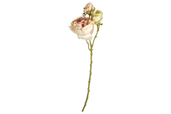 Pion | Snittblomma beige med knoppar 65 cm - Bild 3