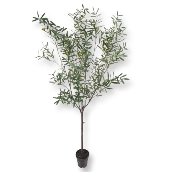 OLIVTRÄD | BUSKE SMAL STAM 230 CM