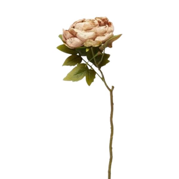 Pion | Snittblomma Beige 46 cm - Bild 4