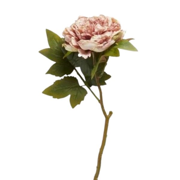 Pion | Snittblomma Gammalrosa 46 cm