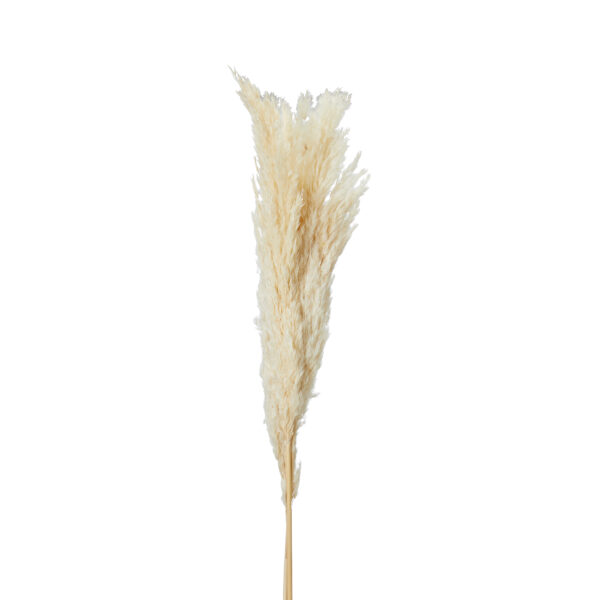 Gräs | Pampasgräs Offwhite 90-100 cm