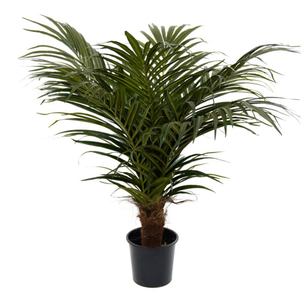 Areca Palm 110 cm