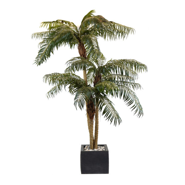 Palm för uthyrning Phoenix palm 230 cm