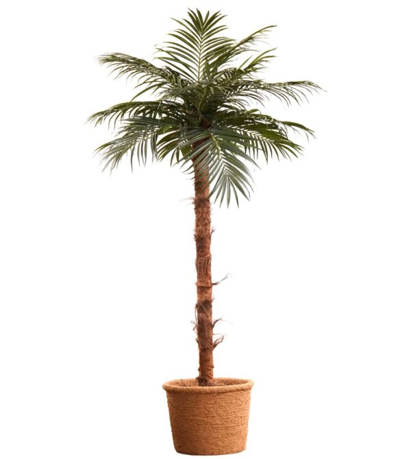 Areca palm 320 cm för uthyrning