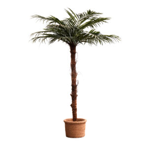 Arecapalm 240 cm för uthyrning