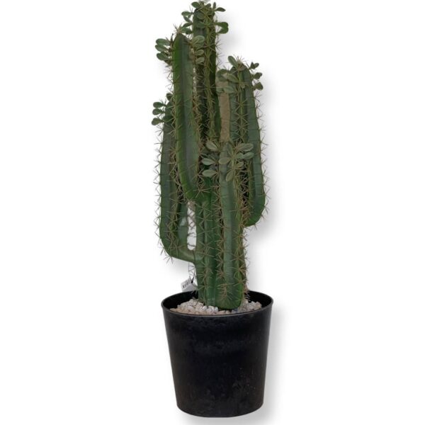 Kaktus för uthyrning på webflower