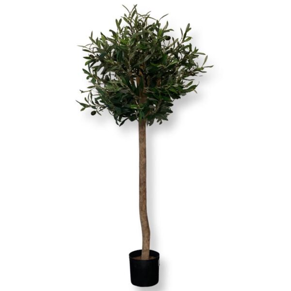 Olivträd för uthyrning 140 cm