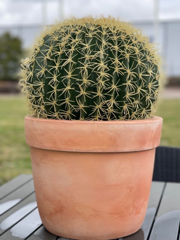 Kaktus för uthyrning på webflower