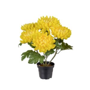 Gul Chrysanthemum 30 cm