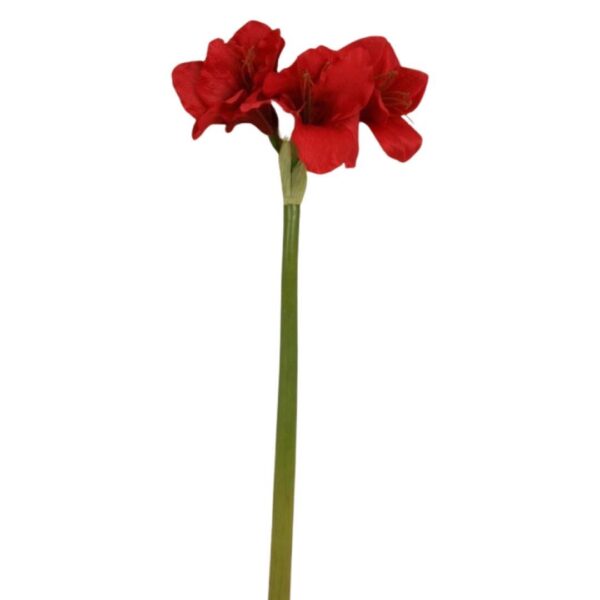 Röd amaryllis tre blommor 6