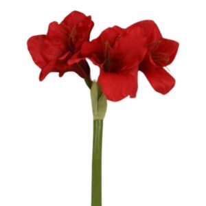 Röd amaryllis tre blommor 6