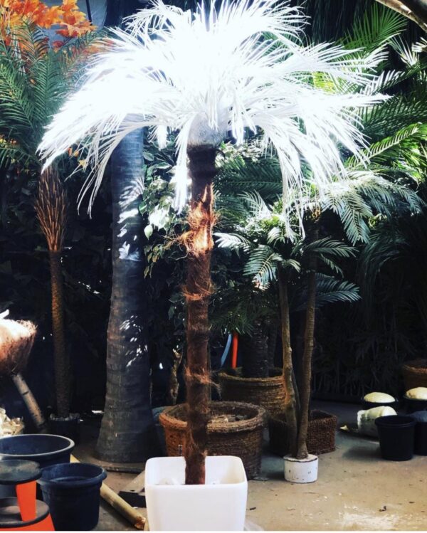 vit palm för uthyrning 230 cm