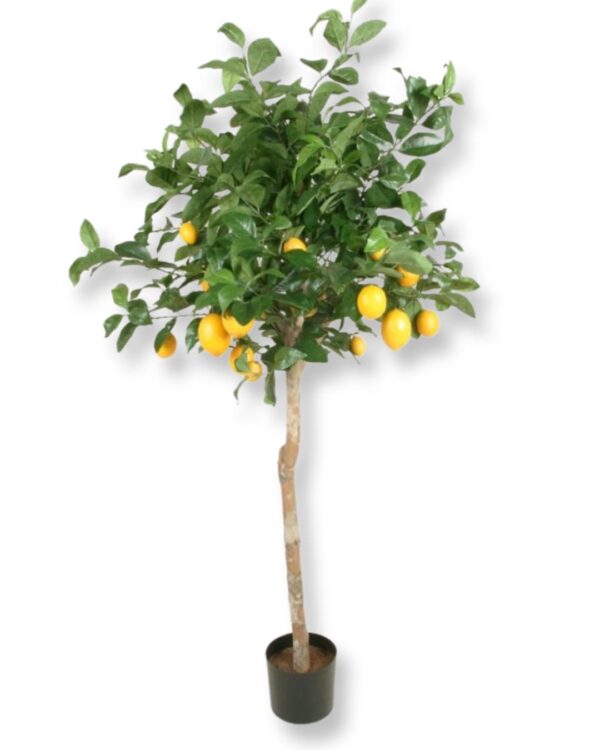Citronträd för uthyrning 140 cm