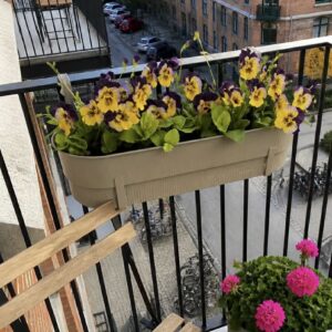 Styvmorsviol blå gul