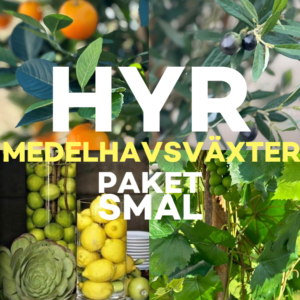 Hyra medelhavs växter paket S