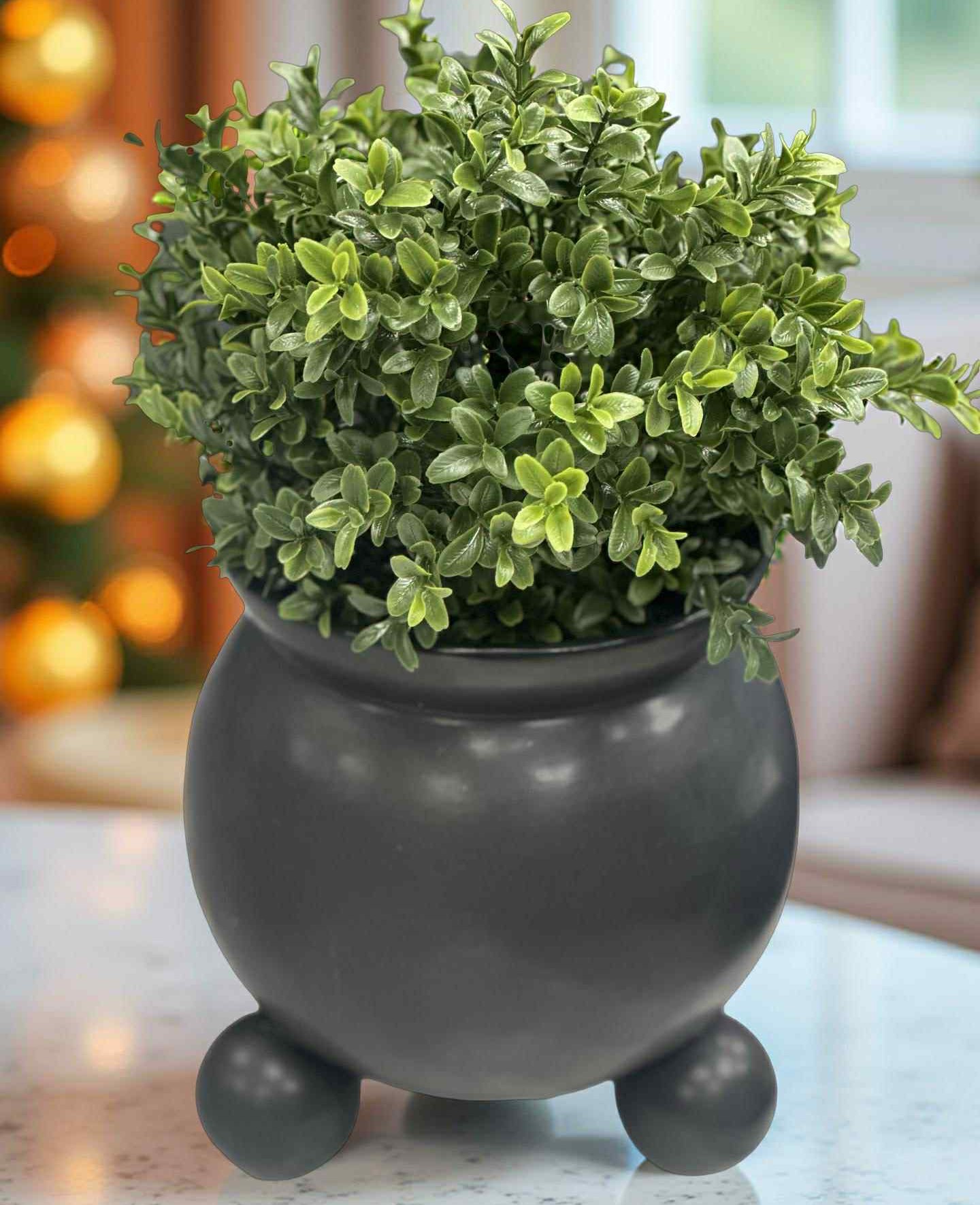 Högklassig Buxbom i svart kruka