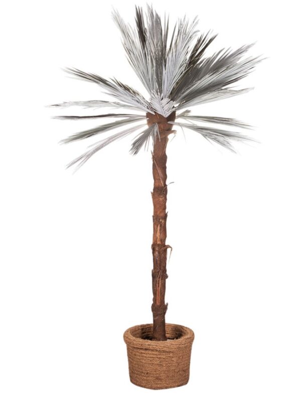 vit palm för uthyrning 230 cm