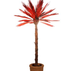 röd palm för uthyrning 230 cm