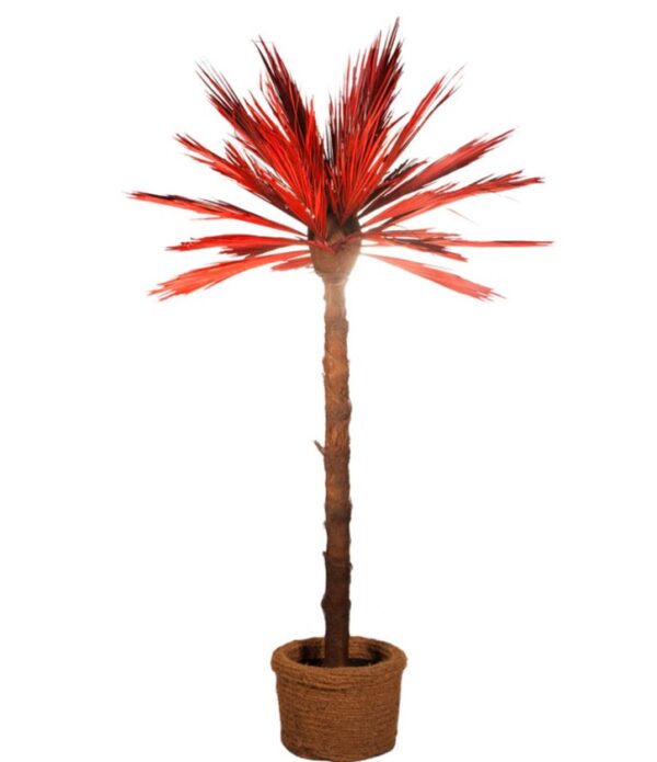 röd palm för uthyrning 230 cm