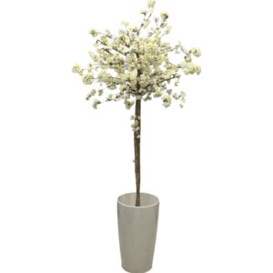 Vitt körsbärsblom med äkta stam 180 cm