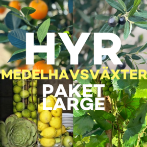 Hyr medelhavsväxter paket large