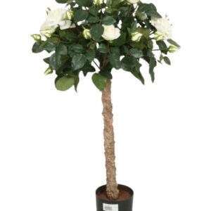 rosbuske vit 80 cm