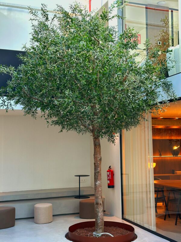 Olivträd med äkta stam konstgjorda blad 400 cm