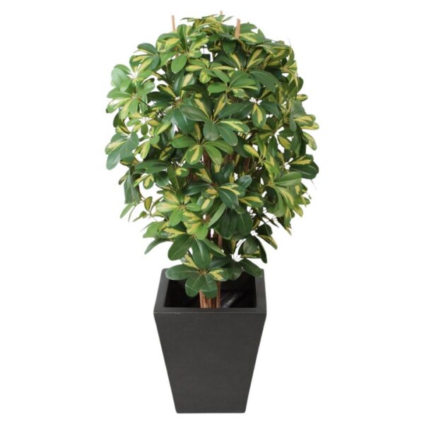 SCHEFFLERA | PARAPLYARALIA GRÖN CREAM 80 cm