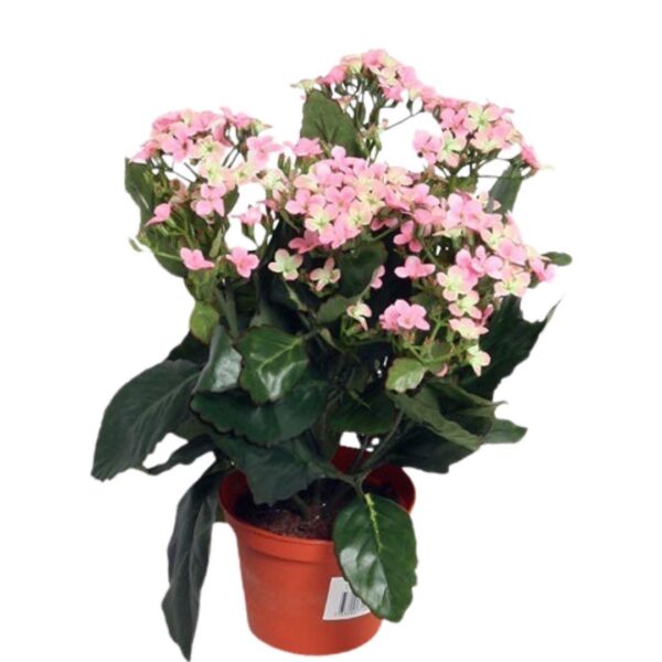 Ljusrosa Kalanchoe | Blossfeldiana Rosa 30 cm